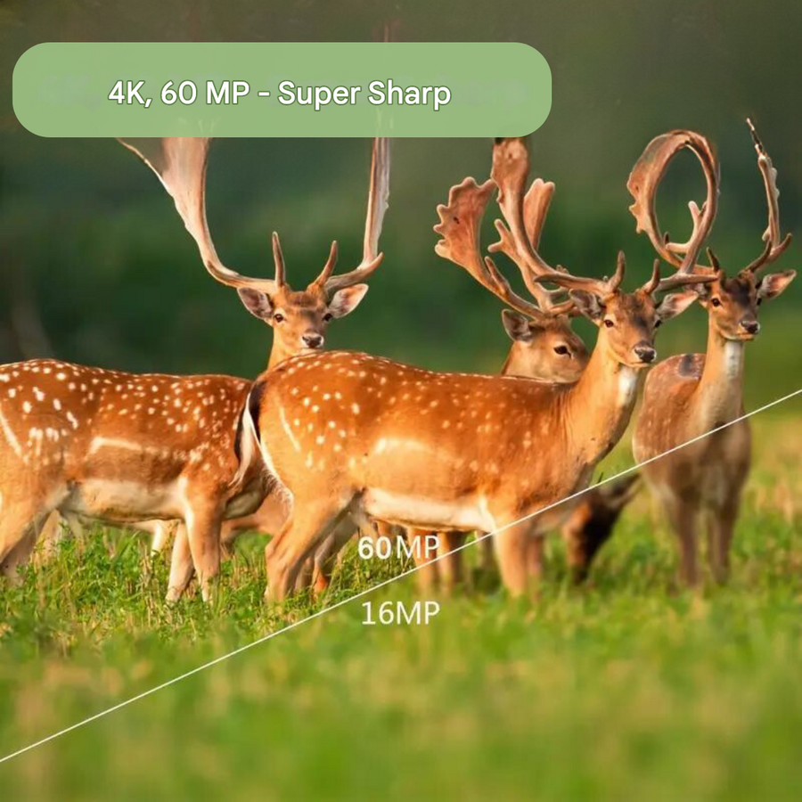 4K 60MP Motion-Activated Trail Camera for Wildlife - product view 4 | Buffalo Gears
